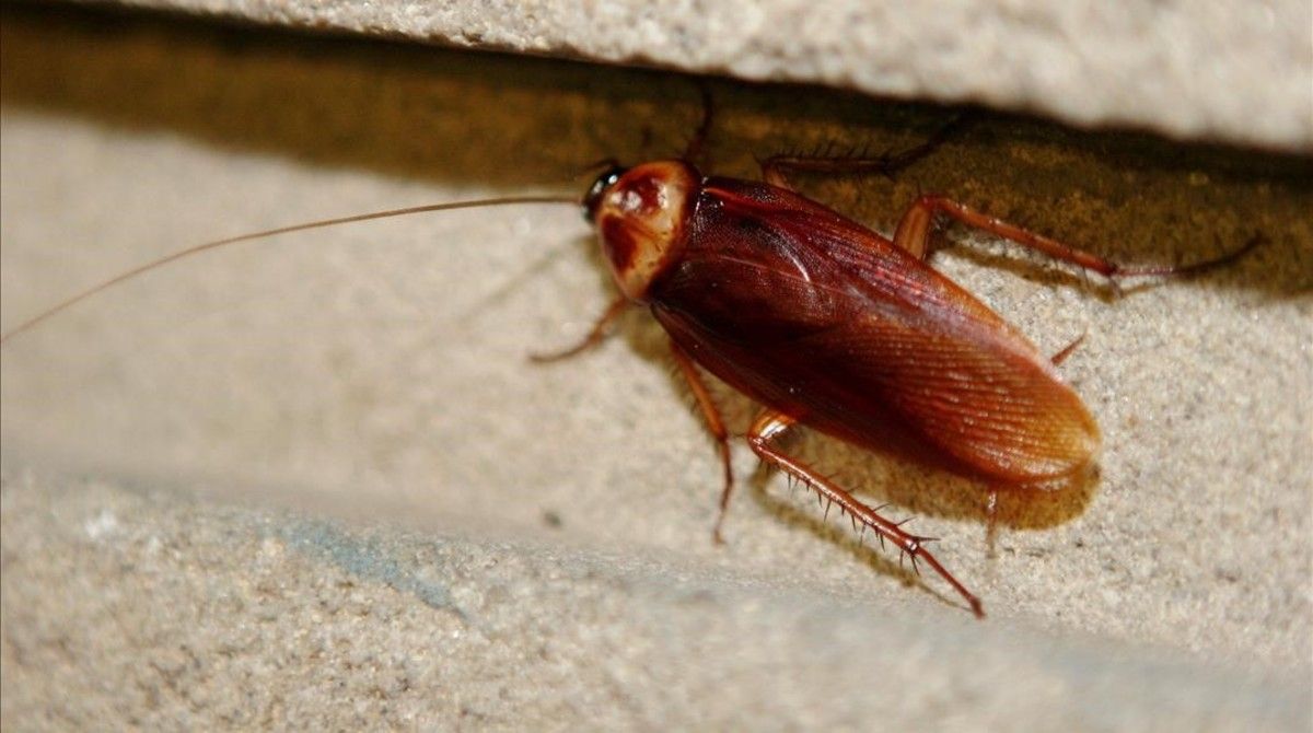 Cucarachas: Especies, daños y tratamientos.