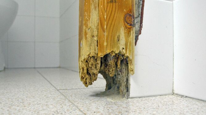 Pilar de madera dañado por termitas.