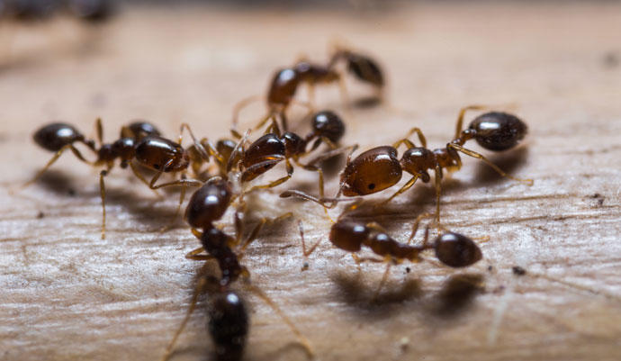 Hormigas: Especies y técnicas de control.