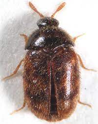Información General: Escarabajo Kaphra