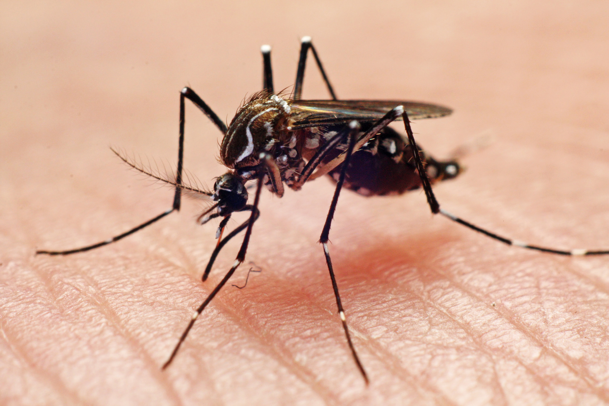 Mosquitos: Especies, daños y tratamientos.