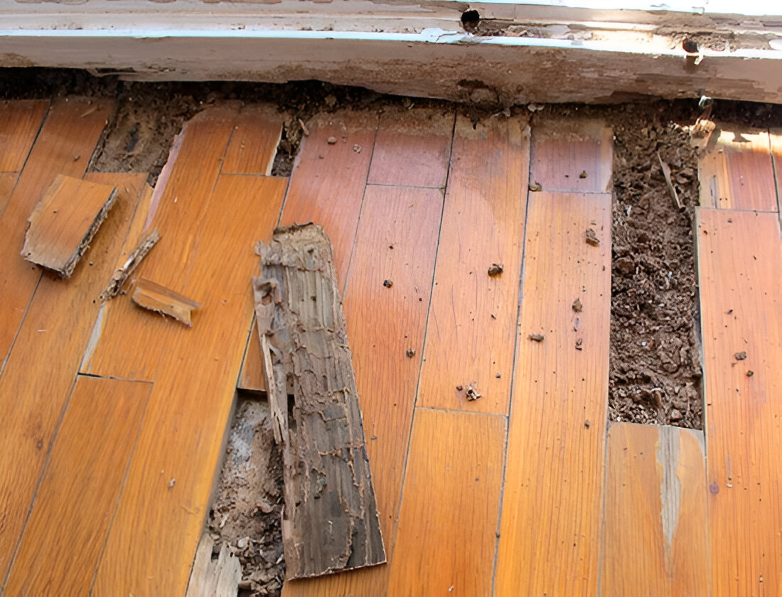 ¿Cómo las termitas pueden dañar tu hogar?