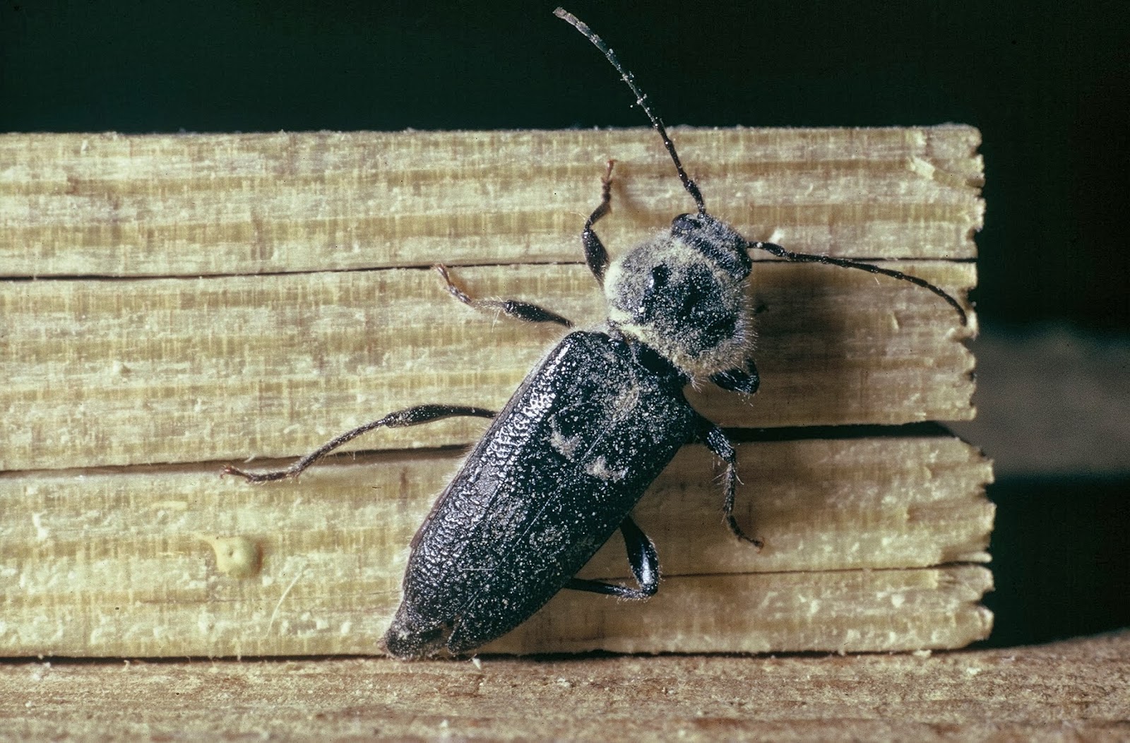 Taladro de madera y escarabajos: Características, daños y tratamientos.