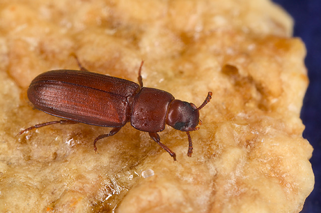 Información General: Escarabajo de la Harina